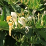 Consejos para preparar y cuidar las plantas de interior en invierno