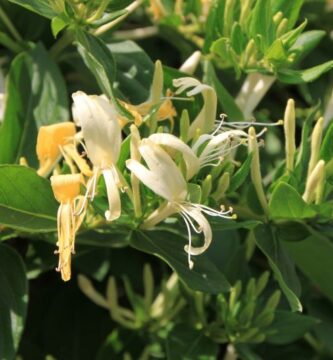 Consejos para preparar y cuidar las plantas de interior en invierno