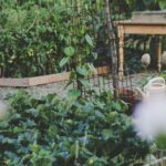 Ventajas de tener un jardín ecológico