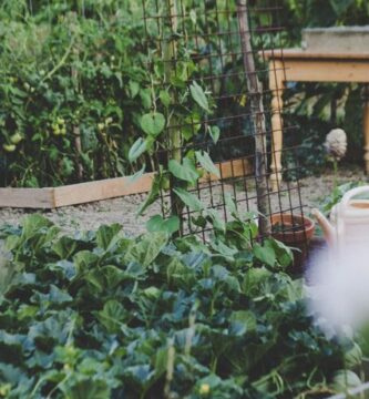 Ventajas de tener un jardín ecológico