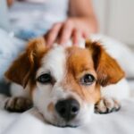 Opciones accesibles para encontrar accesorios de calidad para tus mascotas
