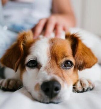 Opciones accesibles para encontrar accesorios de calidad para tus mascotas