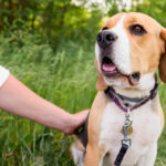 Collares GPS para perros de caza: control y localización en tiempo real