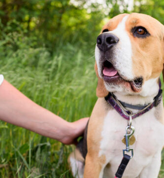 Collares GPS para perros de caza: control y localización en tiempo real