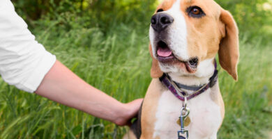 Collares GPS para perros de caza: control y localización en tiempo real