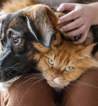 Mascotas: cuidados, bienestar y servicios especializados 3 Mascotas: cuidados, bienestar y servicios especializados