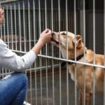 Consejos para elegir razas de perros pequeños ideales hogar