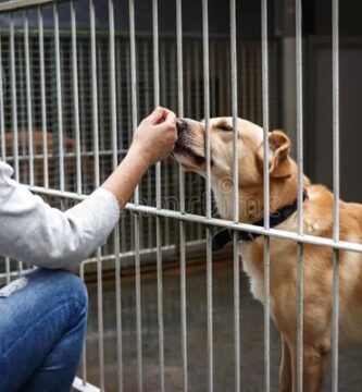 Consejos para elegir razas de perros pequeños ideales hogar 1 Consejos para elegir razas de perros pequeños ideales hogar