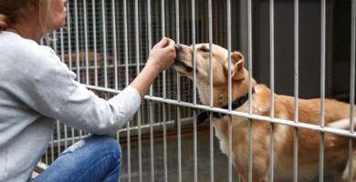 Consejos para elegir razas de perros pequeños ideales hogar 10 Consejos para elegir razas de perros pequeños ideales hogar