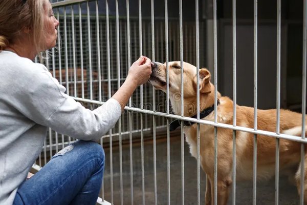 Consejos para elegir razas de perros pequeños ideales hogar