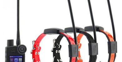Collares gps para perros de caza: consejos útiles para largas expediciones 7 Collares gps para perros de caza: consejos útiles para largas expediciones
