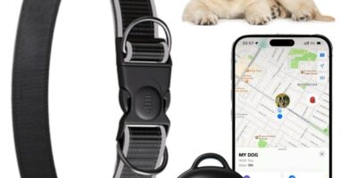 Collares gps para perros de caza ideales para largas jornadas rurales 9 Collares gps para perros de caza ideales para largas jornadas rurales
